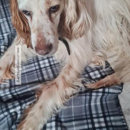 Photo de chien trouvé à Cahors