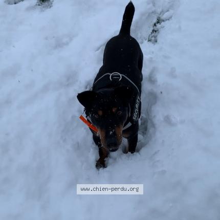 Photo 1/1 Chien retrouvé Perdu à Digoin