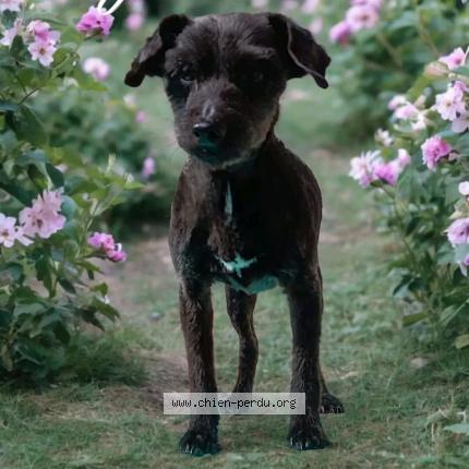 Photo de chien perdu à Grieges
