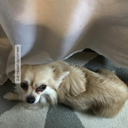 Photo 1/1 Chien retrouvé Perdu à Gacogne