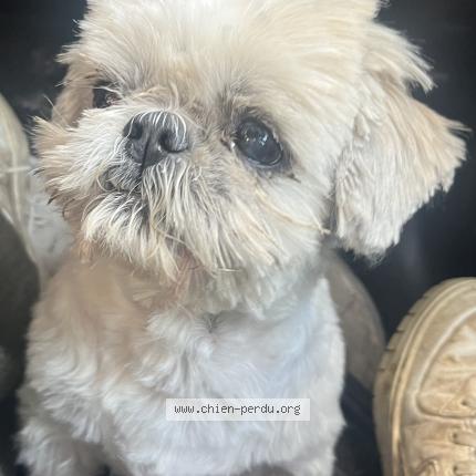 Photo 1/1 Chien retrouvé Trouvé à La jarne