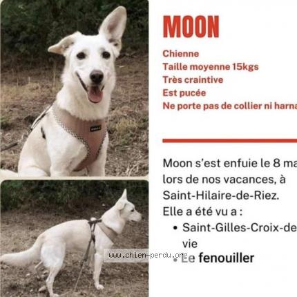 Photo 1/1 Chien retrouvé Perdu à Saint hilaire de riez