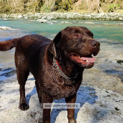 Photo 1/1 Chien retrouvé Perdu à Valserhone