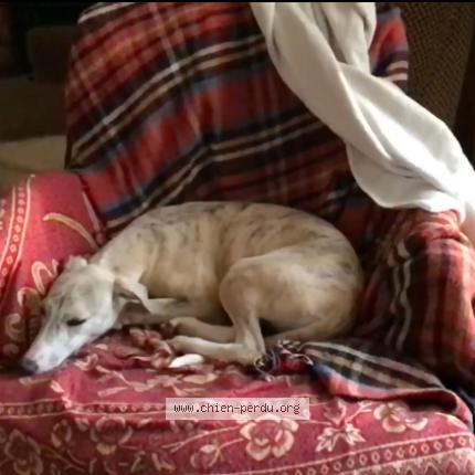 Photo 1/1 Chien retrouvé Perdu à Le lion d angers