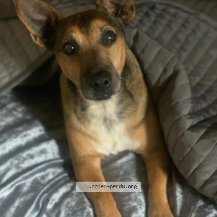 Photo 1/1 Chien retrouvé Perdu à Morsang sur orge