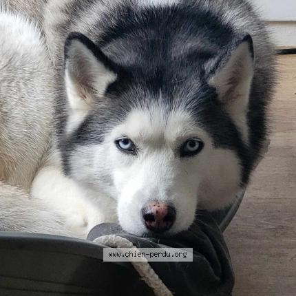 Photo 1/1 Chien retrouvé Perdu à Hostens