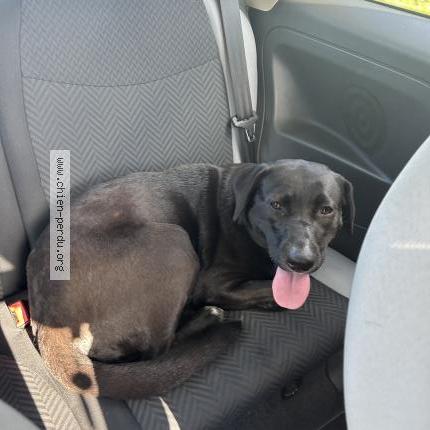 Photo de chien trouvé à Saint Magne De Castillon