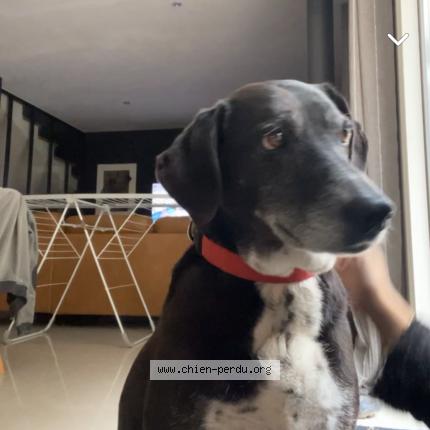 Photo de chien perdu à Toulon