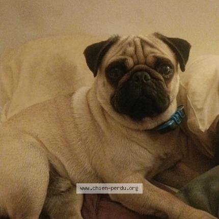 Photo 1/1 Chien retrouvé Perdu à Ramatuelle