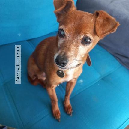 Photo 1/1 Chien retrouvé Perdu à Locmine