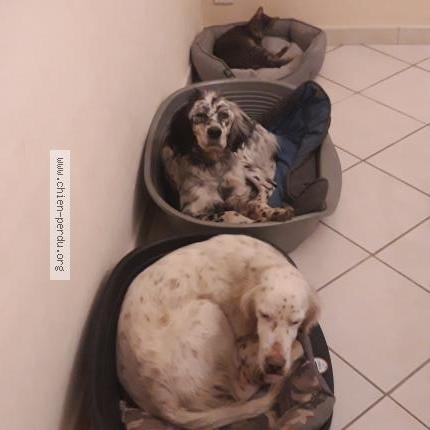 Photo 1/1 Chien retrouvé Perdu à Montpouillan