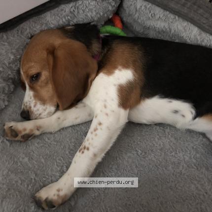 Photo 1/1 Chien retrouvé Perdu à Roche sur yon