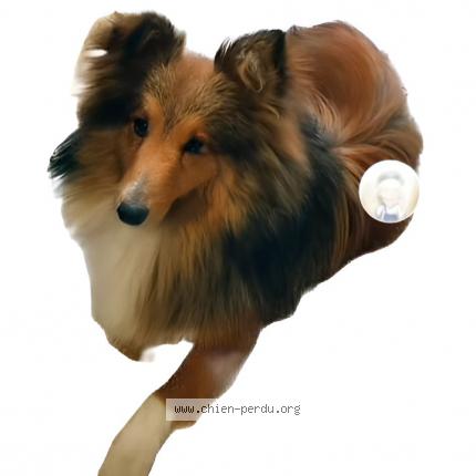 Photo 1/1 Chien retrouvé Perdu à Jonquieres