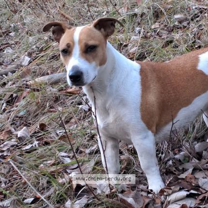 Photo 1/1 Chien retrouvé Perdu à Le monetier les bains