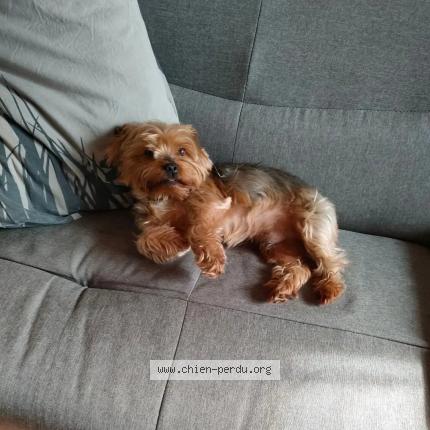 Photo 1/1 Chien retrouvé Perdu à Pujols