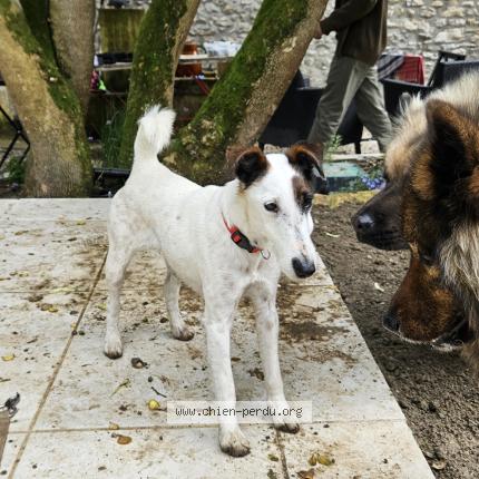Photo 1/1 Chien retrouvé Trouvé à Sery magneval