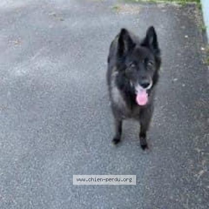 Photo de chien trouvé à Le Pian Medoc