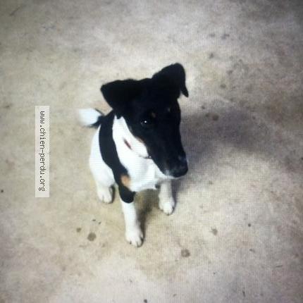 Photo 1/1 Chien retrouvé Trouvé à Port navalo