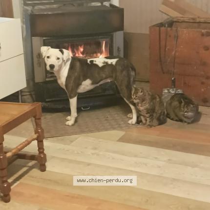 Photo de chien perdu à La Feuillie