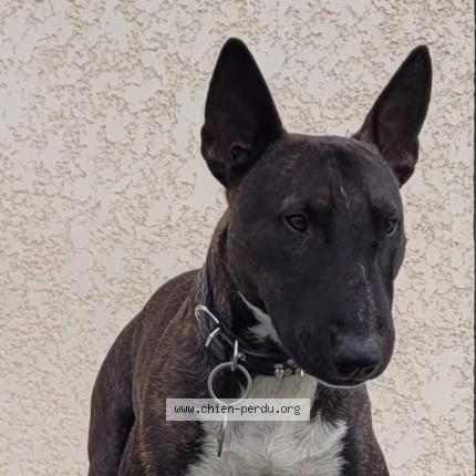 Photo 1/1 Chien retrouvé Perdu à Charantonnay