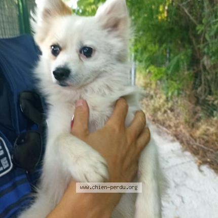 Photo de chien trouvé à Sollies Pont