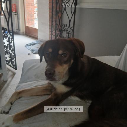 Photo de chien perdu à Elbeuf