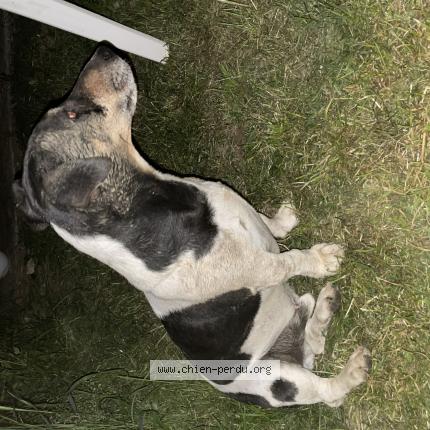 Photo de chien trouvé à Graulhet