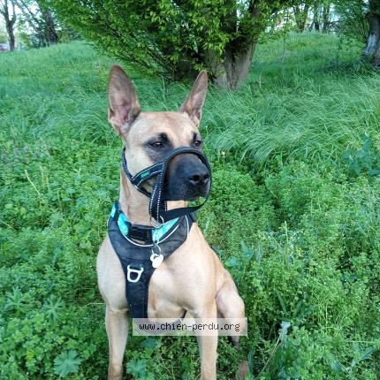Photo 1/1 Chien retrouvé Perdu à Chalon sur saone