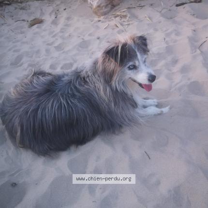 Photo 1/1 Chien retrouvé Perdu à Saint bonnet sur gironde