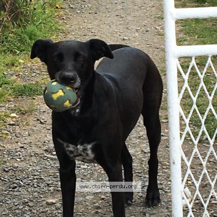 Photo 1/1 Chien retrouvé Perdu à Colleville sur mer