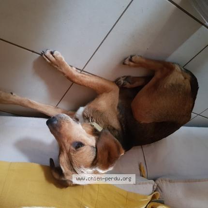 Photo 1/1 Chien retrouvé Trouvé à Cuisia