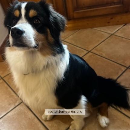 Photo de chien perdu à Lentilly