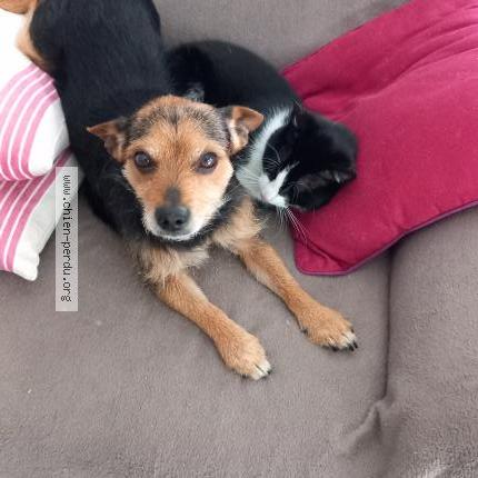 Photo 1/1 Chien retrouvé Perdu à Villenave d ornon