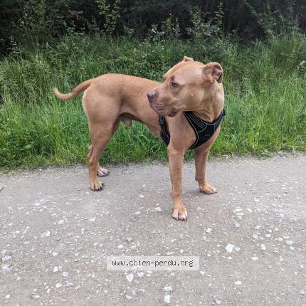 Photo de chien trouvé à Brunoy