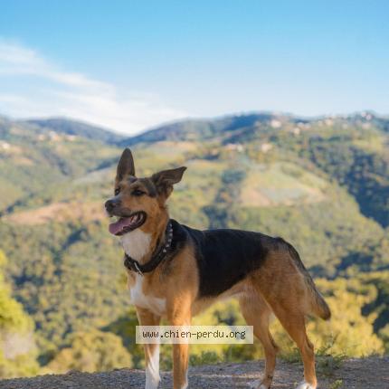 Photo de chien perdu à Levens