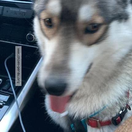 Photo de chien perdu à Bolbec