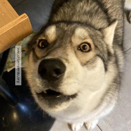 Photo 2/2 Chien retrouvé Perdu à Bolbec