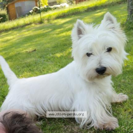 Photo de chien perdu à Plancoet