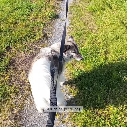 Photo de chien perdu à Serres Castet