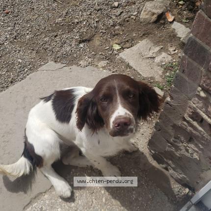 Photo 1/2 Chien retrouvé Perdu à Cheu