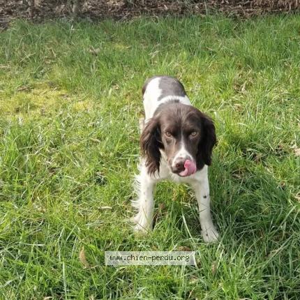 Photo 2/2 Chien retrouvé Perdu à Cheu