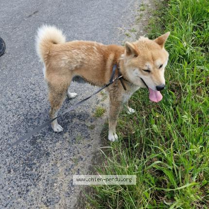 Photo 1/1 Chien retrouvé Perdu à Savigny en veron