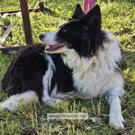 Photo 1/1 Chien retrouvé Perdu à Savournon