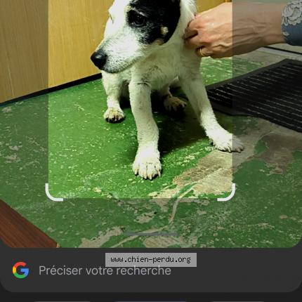 Photo de chien trouvé à La Balme De Sillingy