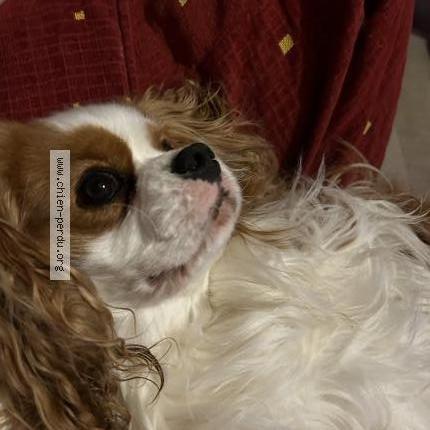 Photo de chien perdu à Soual