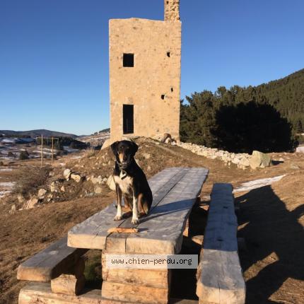 Photo 1/1 Chien retrouvé Perdu à Ruffieux