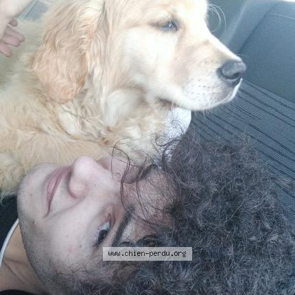 Photo 1/1 Chien retrouvé Perdu à Bagas