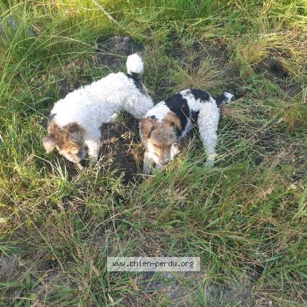 Photo 1/1 Chien retrouvé Perdu à Cestas