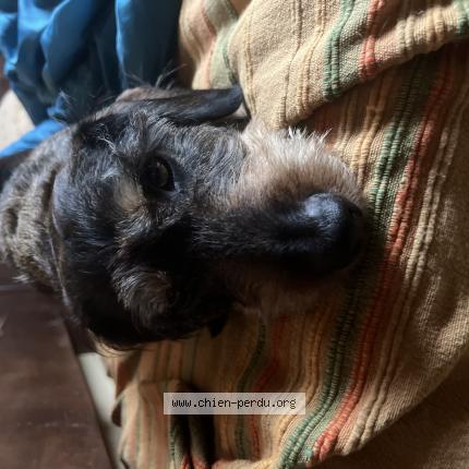 Photo 1/1 Chien retrouvé Perdu à Creysse