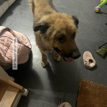 Photo 1/1 Chien retrouvé Trouvé à Mitry mory